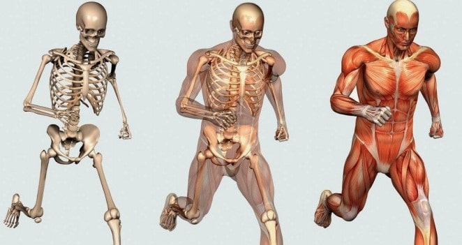 Composite material human body